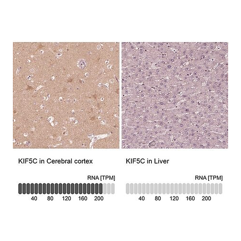 Merck Anti-KIF5C antibody produced in rabbit