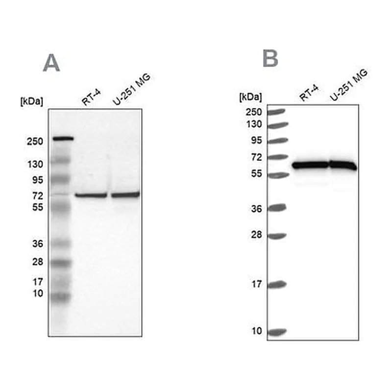 Merck Anti-HSPD1 antibody produced in rabbit