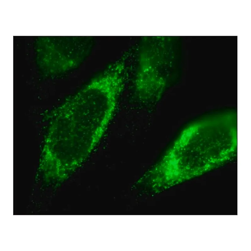Merck Anti-TFRC antibody produced in rabbit