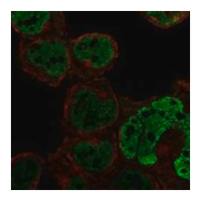 Merck Anti-C1ORF226 antibody produced in rabbit