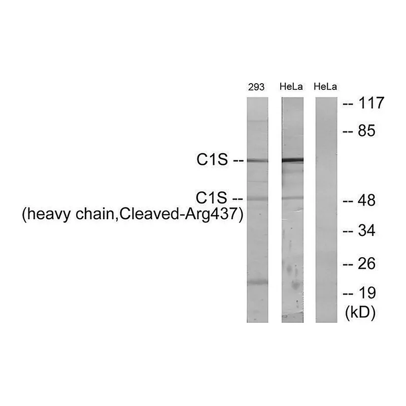 Merck Anti-C1S (heavy chain, Cleaved-Arg437) antibody produced in rabbit