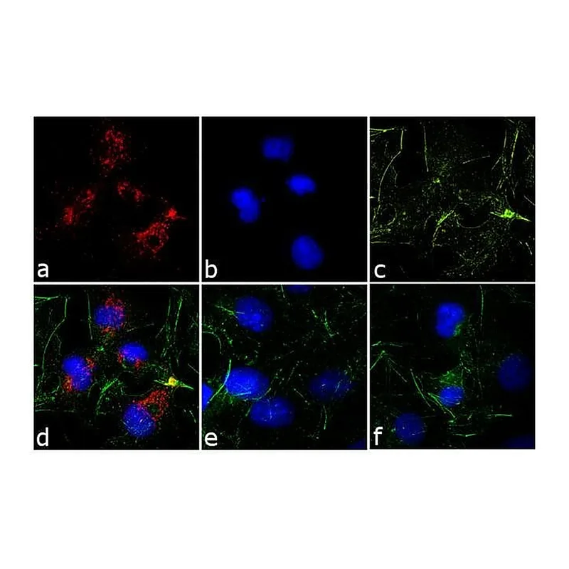Thermo Fisher Scientific Donkey anti-Rabbit IgG (H+L) Cross-Adsorbed Secondary Antibody, DyLight 594