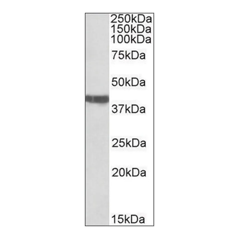 Merck Anti-TNNT2 (C-terminal) antibody produced in goat