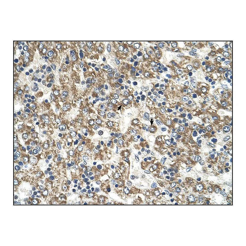 Merck Anti-GOT2 (AB2) antibody produced in rabbit