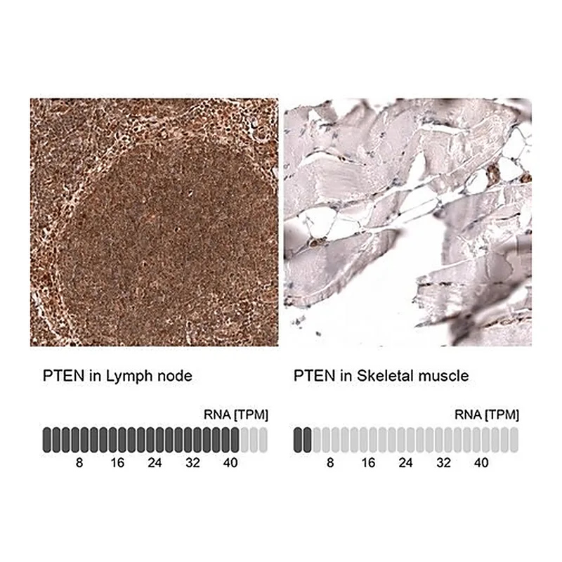 Merck Monoclonal Anti-PTEN antibody produced in mouse