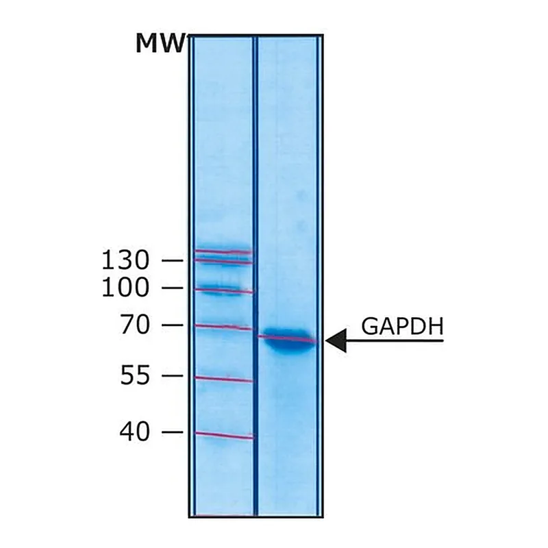 Merck Glyceraldehyde-3-phosphate dehydrogenase human
