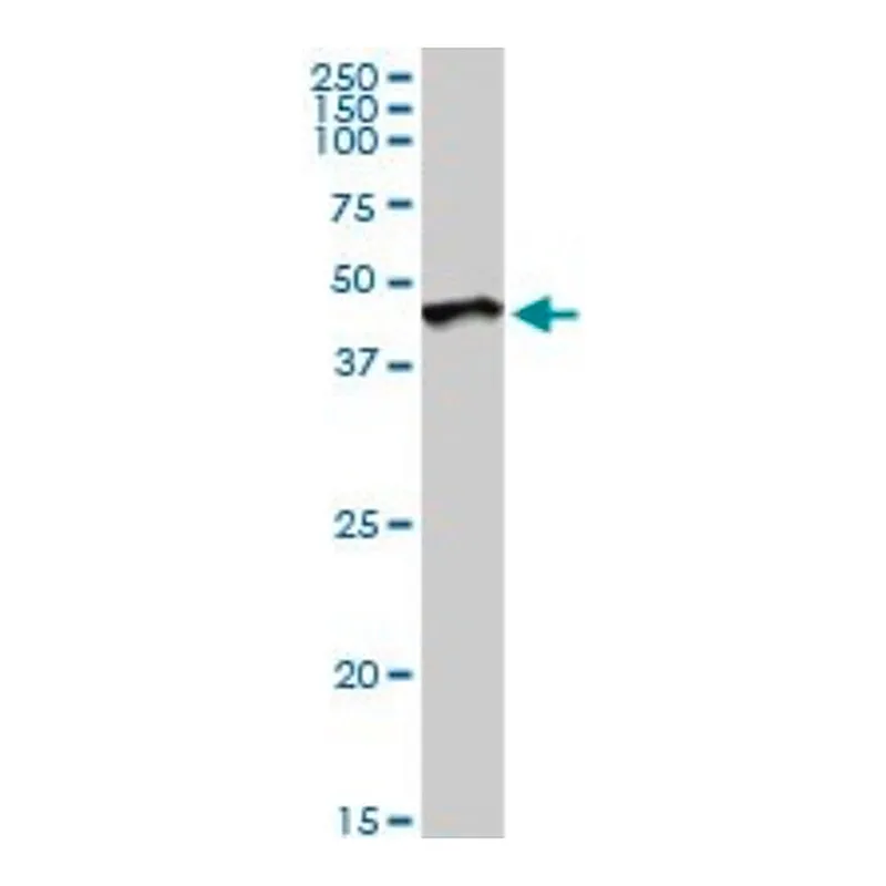 Merck Anti-DUSP6 antibody produced in rabbit