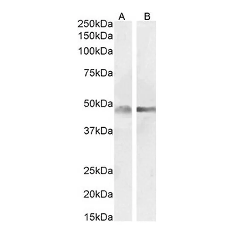 Merck Anti-GFAP antibody produced in goat