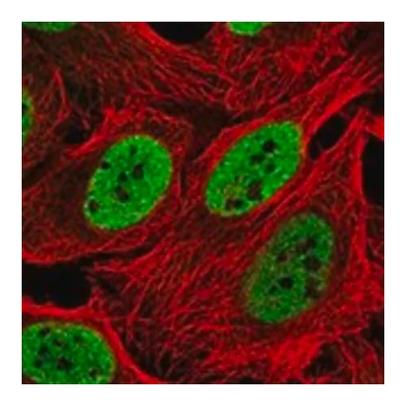 Merck Anti-INO80 antibody produced in rabbit
