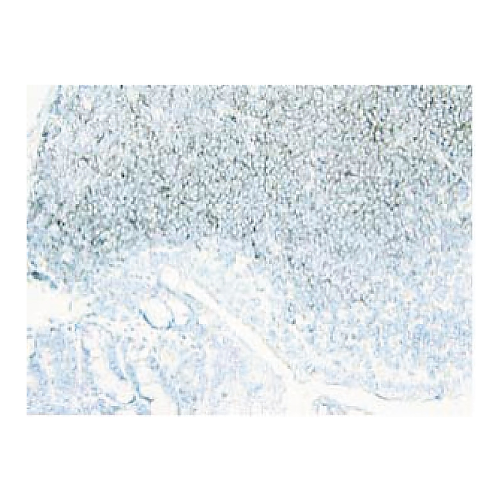 BD Purified Rat Anti-Mouse CD19