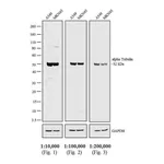 Thermo Fisher Scientific Goat anti-Rat IgG Fc Secondary Antibody, HRP