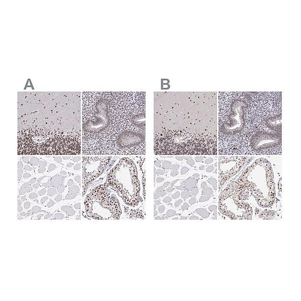Merck Anti-ADAR antibody produced in rabbit