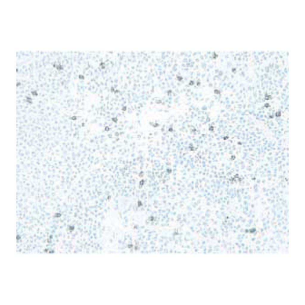 BD Purified Rat Anti-CD11b