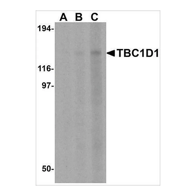 Merck Anti-TBC1D1 antibody produced in rabbit