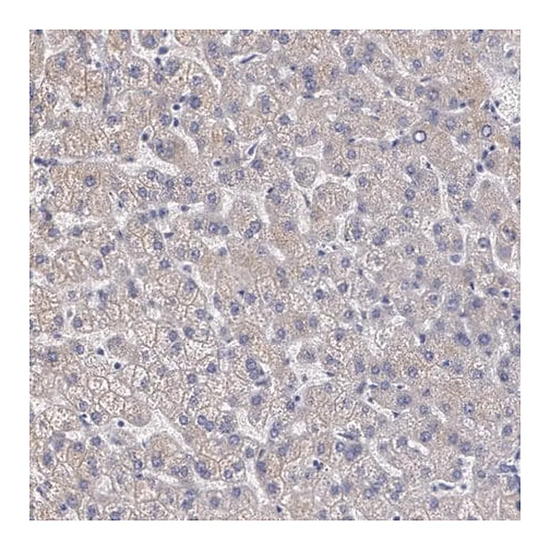 Merck Anti-AMBP antibody produced in rabbit
