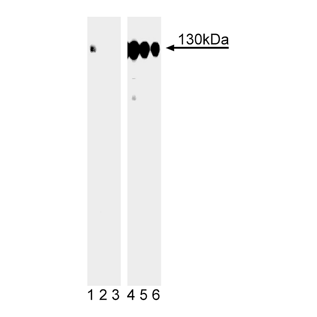 BD Purified Mouse anti-p130Cas (pY249)
