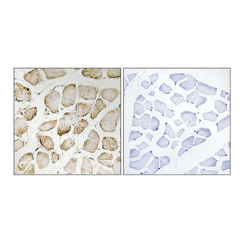 Merck Anti-Arachidonate 5 Lipoxygenase antibody produced in rabbit
