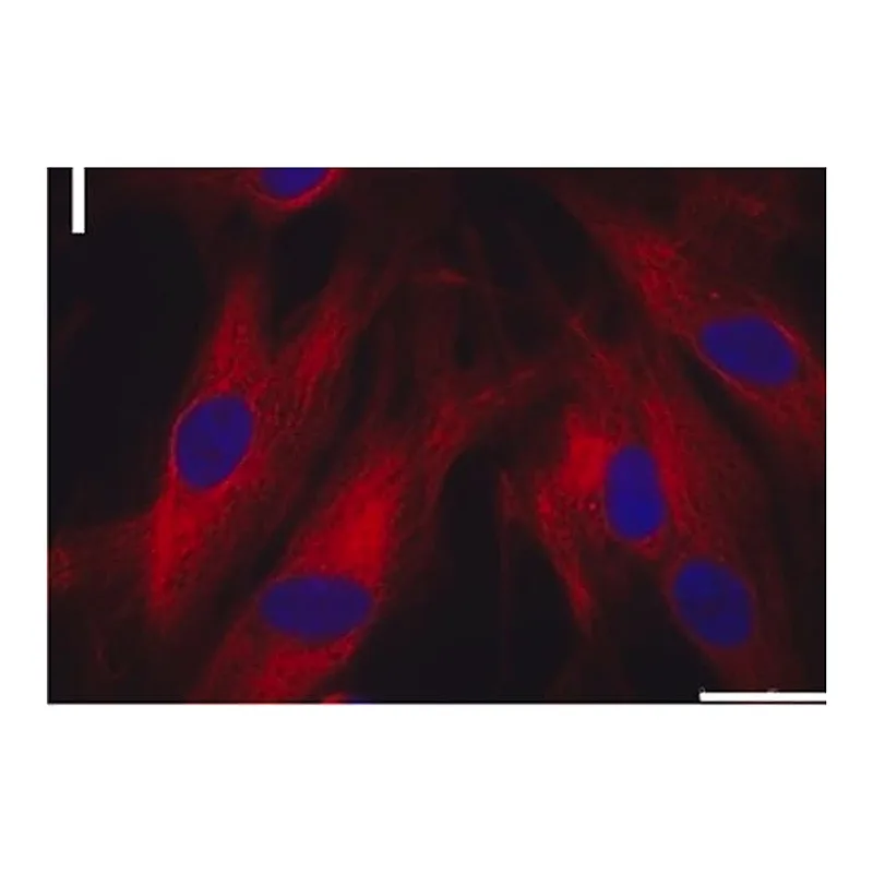 Merck Monoclonal Anti-Actin (alpha-Sarcomeric) antibody produced in mouse