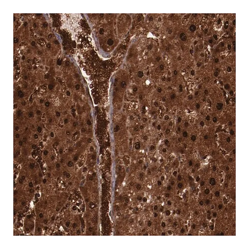 Merck Anti-FTSJ1 antibody produced in rabbit