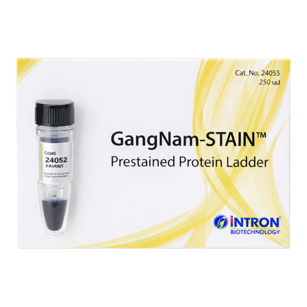 Intron GangNam-STAIN™ Prestained Protein Ladder