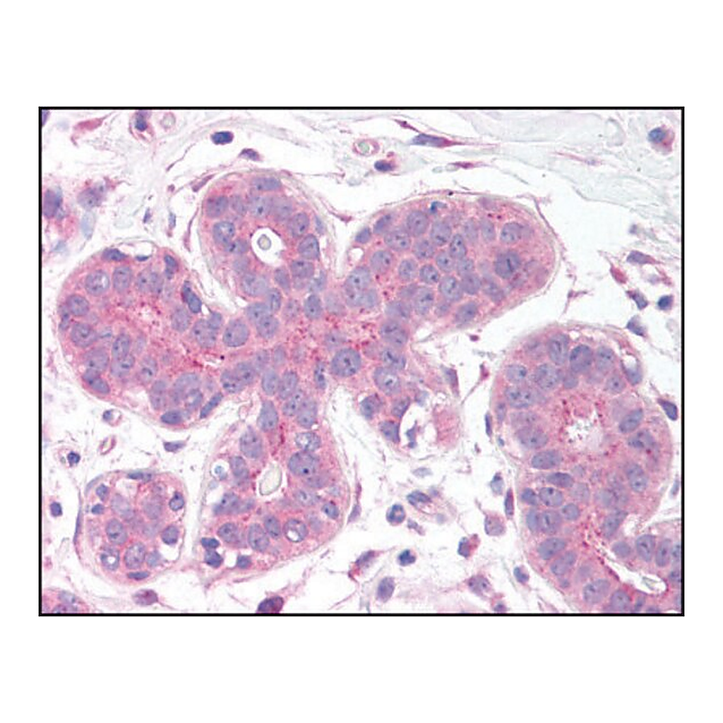 Merck Anti-C12orf5 antibody produced in rabbit