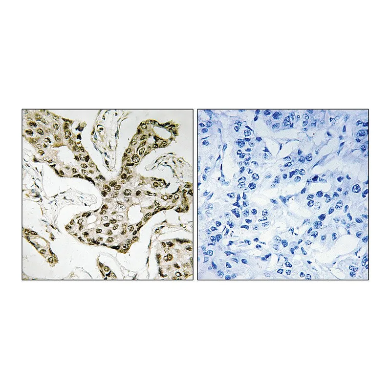 Merck Anti-TOP2A antibody produced in rabbit