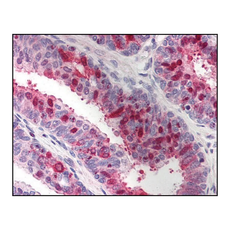 Merck Anti-XAF1 antibody produced in rabbit