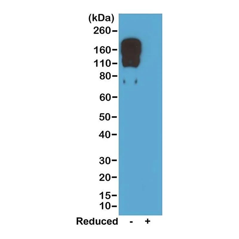 Thermo Fisher Scientific Rabbit anti-Mouse IgG2c Recombinant Secondary Antibody