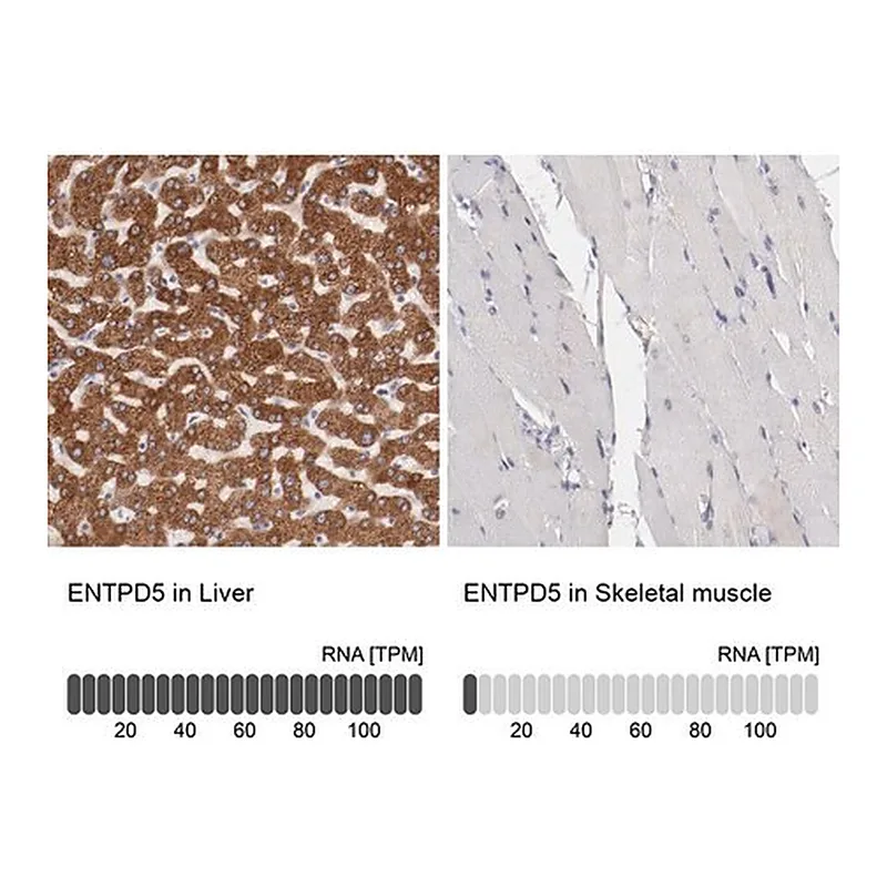 Merck Anti-ENTPD5 antibody produced in rabbit