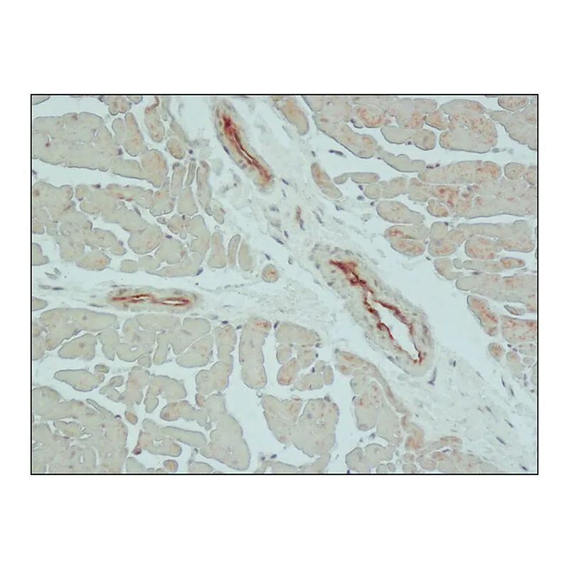 Merck Anti-Claudin-5 (C-terminal) antibody produced in rabbit