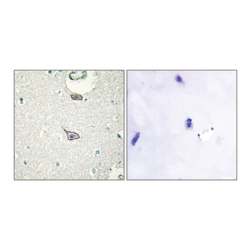 Merck Anti-CADM4 antibody produced in rabbit
