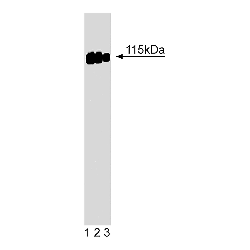 BD Purified Mouse Anti-SRPK2