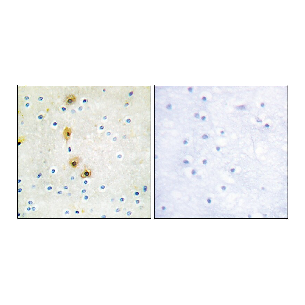 Merck Anti-AKT antibody produced in rabbit