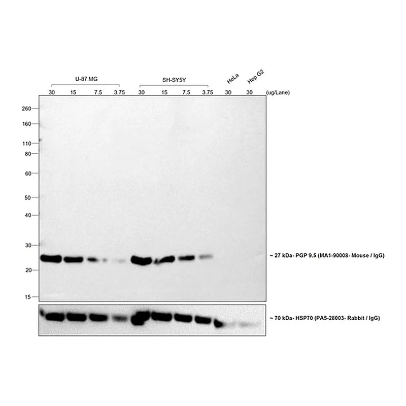 Thermo Fisher Scientific Goat anti-Mouse IgG (H+L) Highly Cross-Adsorbed Secondary Antibody, HRP