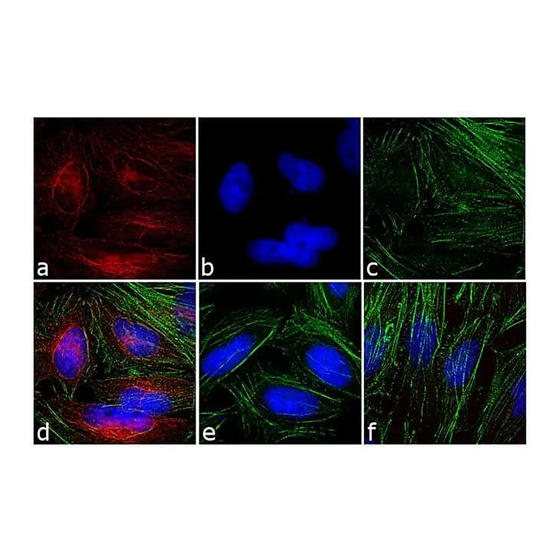 Thermo Fisher Scientific F(ab`)2-Goat anti-Mouse IgG (H+L) Highly Cross-Adsorbed Secondary Antibody, TRITC
