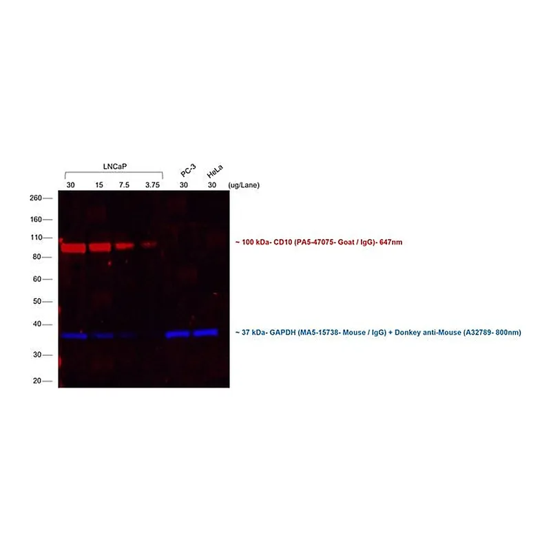Thermo Fisher Scientific Rabbit anti-Goat IgG (H+L) Cross-Adsorbed Secondary Antibody, Alexa Fluor 647