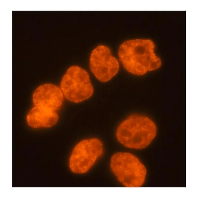 Merck Monoclonal Anti-diMethyl-Histone H3 (diMe-Lys9) (H3K9me2) antibody produced in mouse