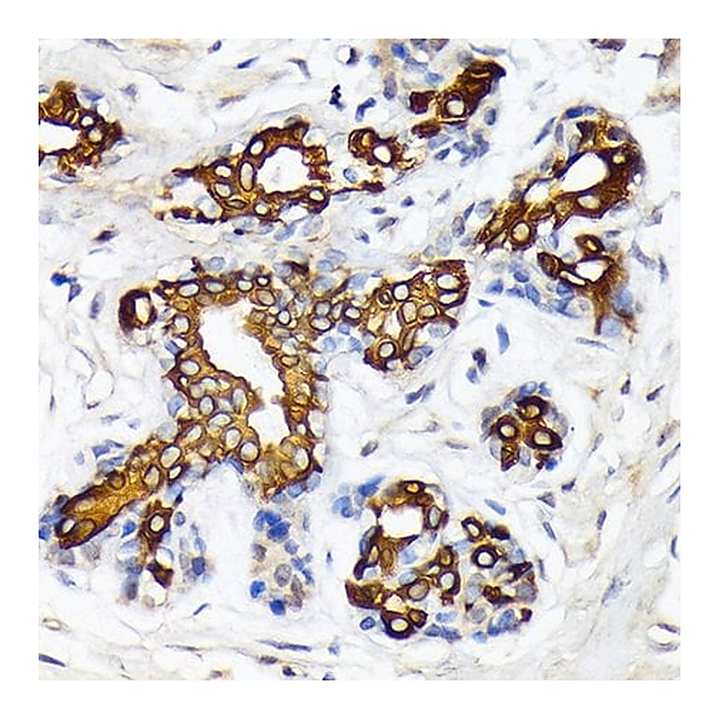 Merck Anti-CYP26A1 antibody produced in rabbit