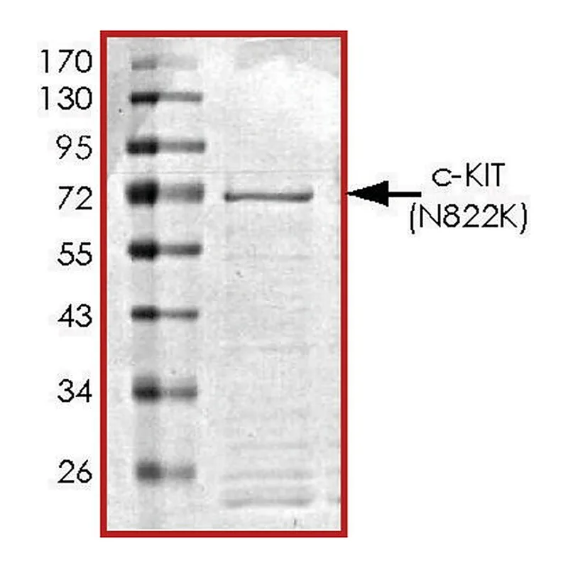 Merck c-KIT (N822K), active, GST tagged human