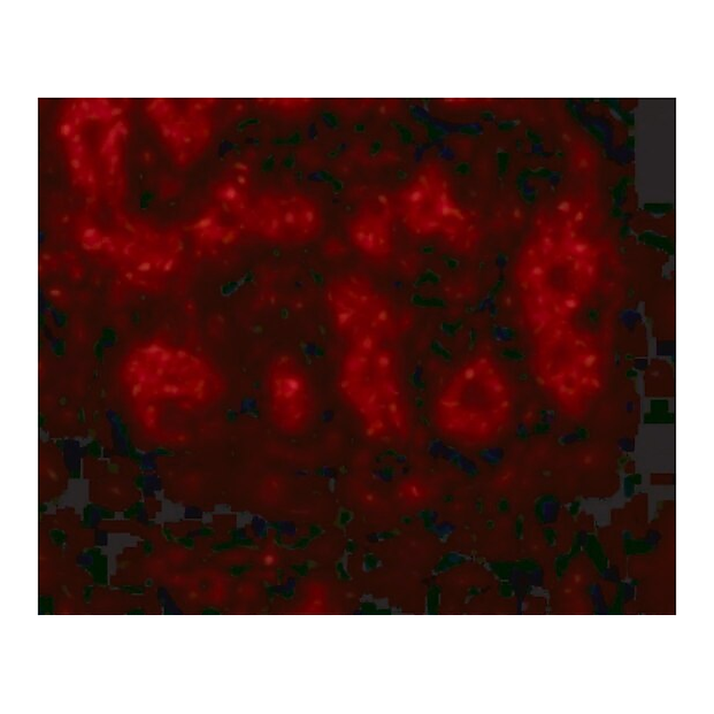 Merck Anti-TRIM5 alpha antibody produced in rabbit