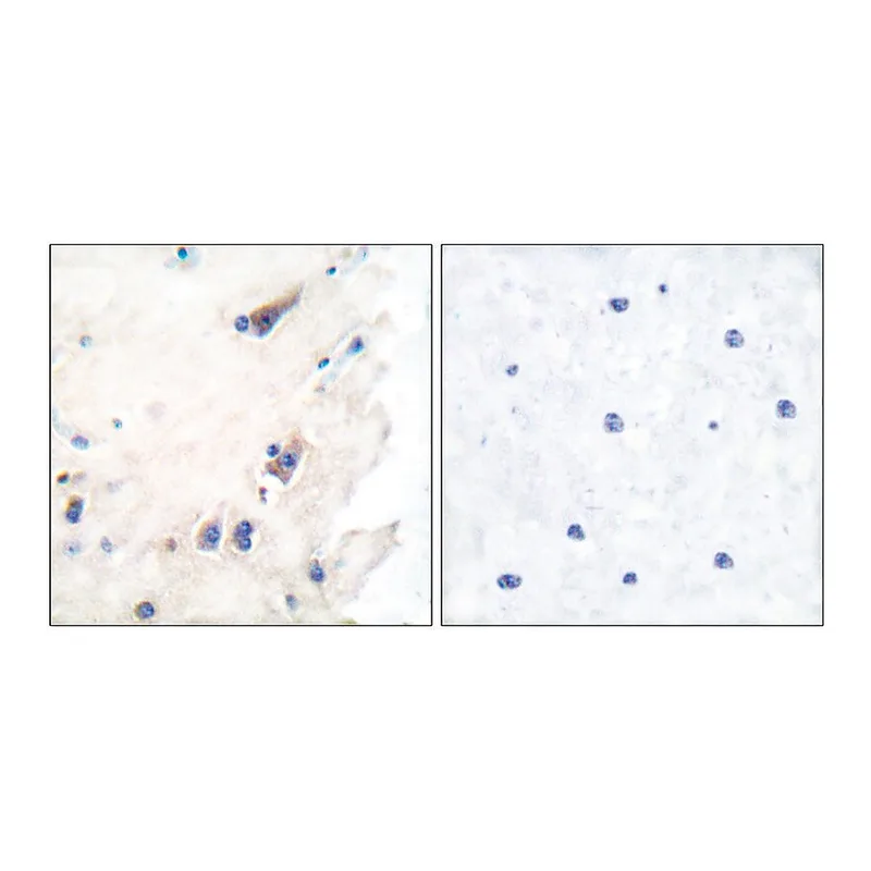 Merck Anti-PLCB3 antibody produced in rabbit