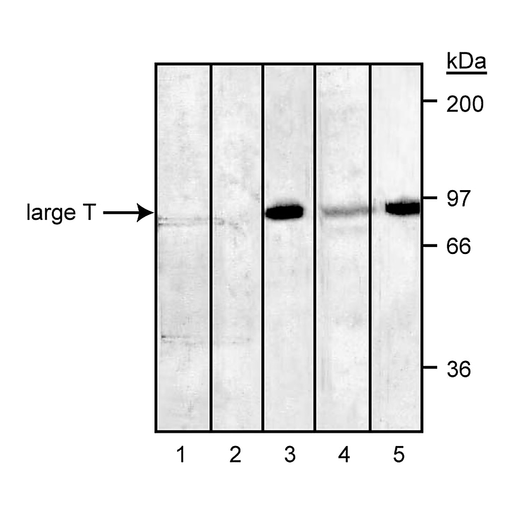 BD Purified Mouse Anti-SV40 Large T Antigen
