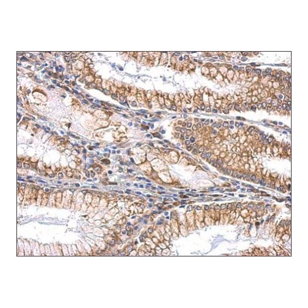 Merck Anti-SLIT2 antibody produced in rabbit
