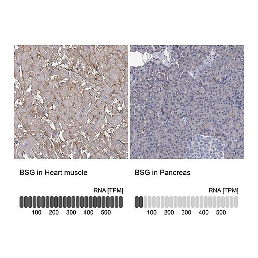 Merck Anti-BSG antibody produced in rabbit