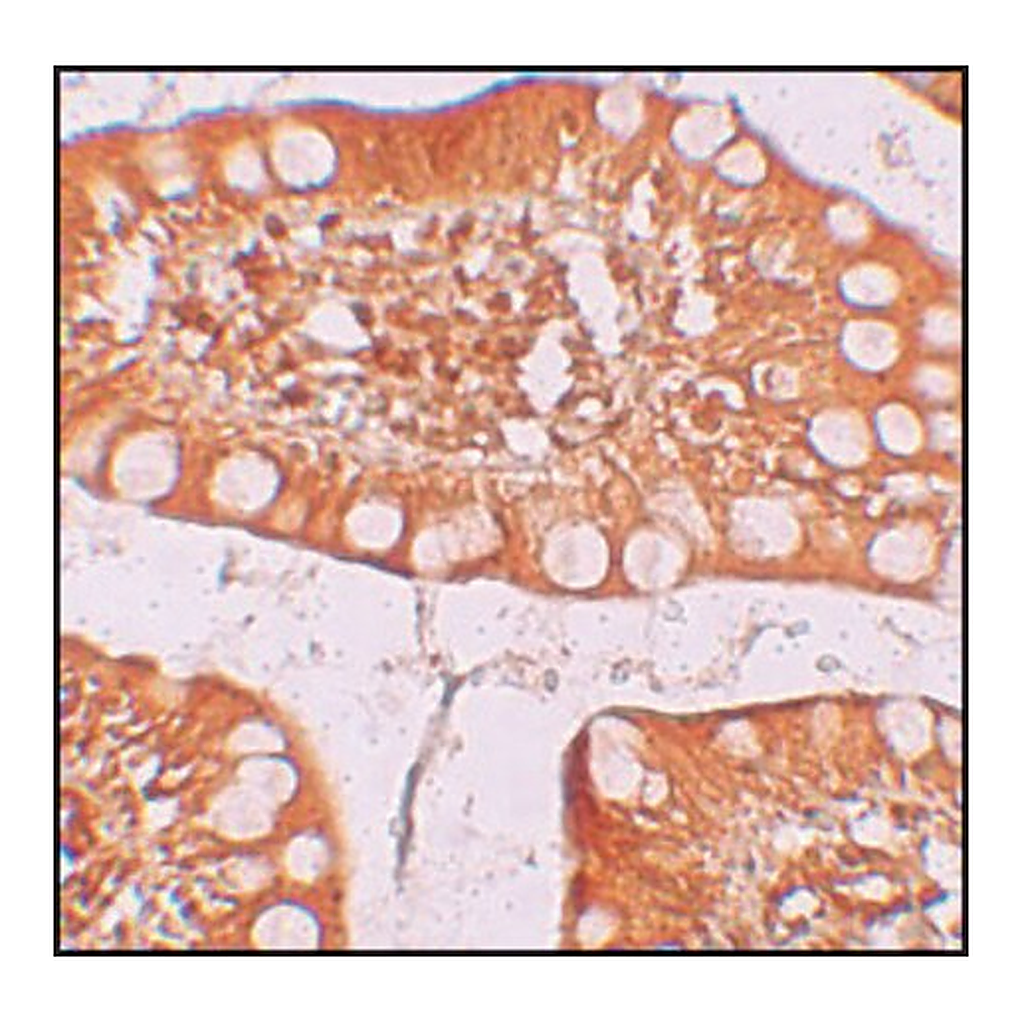 Merck Anti-TFF3 antibody produced in rabbit
