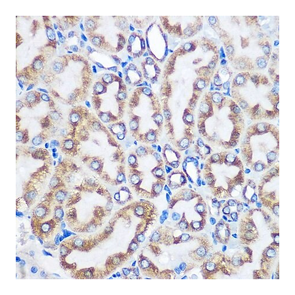 Merck Anti-LOX antibody produced in rabbit