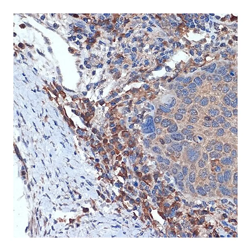 Merck Anti- MLKL antibody produced in rabbit