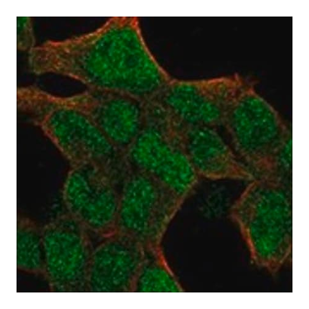 Merck Anti-PIN1 antibody produced in rabbit