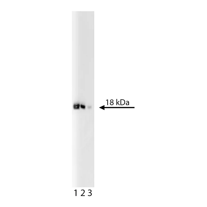 BD Purified Mouse Anti-eIF-5a