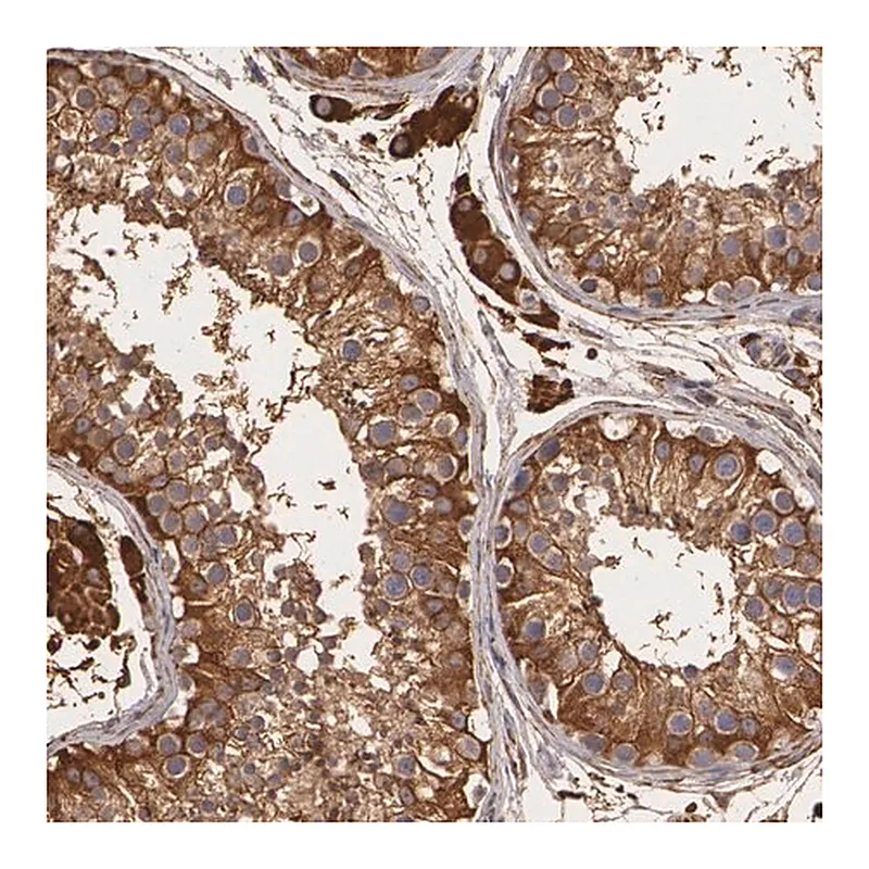 Merck Anti-CYB5R3 antibody produced in rabbit